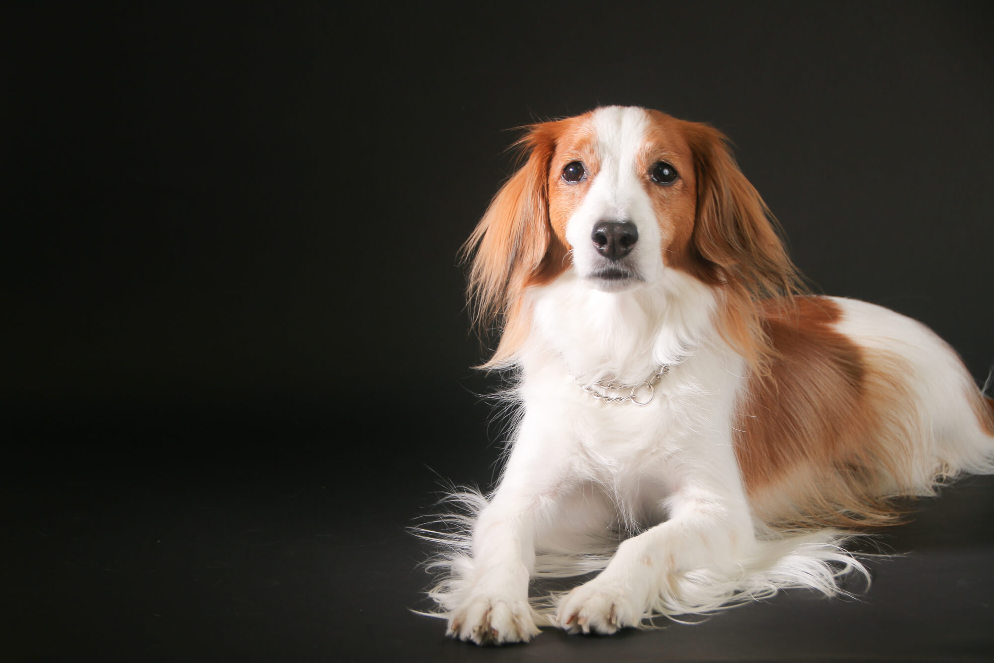 ハイブランド犬用首輪の魅力とは？